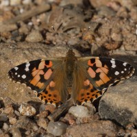 Vanessa cardui Linnaeus, 1761